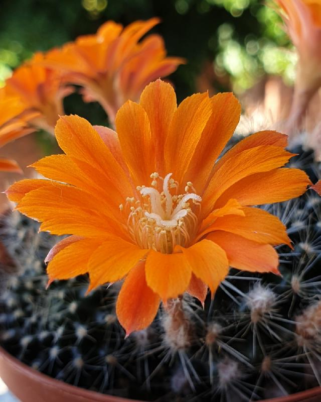 Rebutia_krainziana_2.jpg